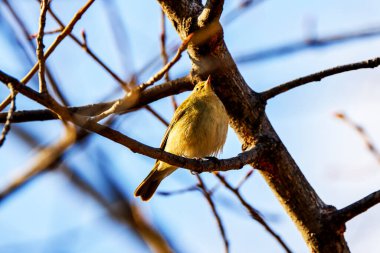 (Phylloscopus collybita) bir ağaç dalında oturur..