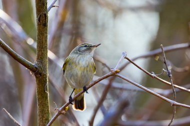 (Phylloscopus humei) bir ağaç dalında duruyor..