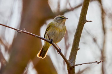 (Phylloscopus humei) bir ağaç dalında duruyor..