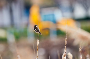 (Bir ağaç dalında duran Saxicola torquatus.