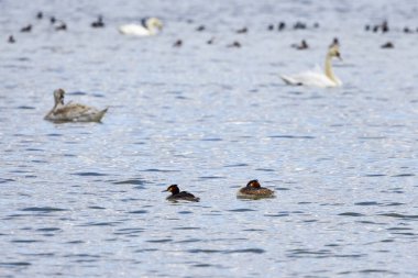 (Podiceps kristali) bir gölde yüzüyor.