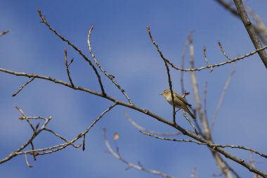 (Phylloscopus collybita) bir ağaç dalında oturur..