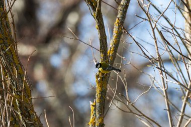 (Cyanistes caeruleus, syn. Parus caeruleus) bir ağaç dalında.