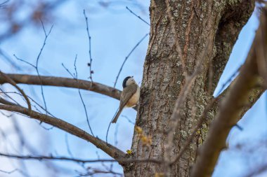 (Cyanistes caeruleus, syn. Parus caeruleus) bir ağaç dalında.