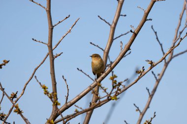 (Phylloscopus collybita) bir ağaç dalında oturur..