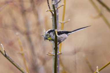 (Aegithalos caudatus) ilkbaharda yuvasını yapmak için pulları toplar..