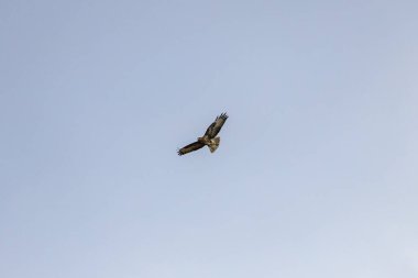 Ural baykuş (Strix uralensis) yukarıda uçar