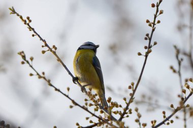 (Cyanistes caeruleus, syn. Parus caeruleus) bir ağaç dalında.