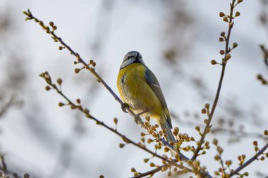 (Cyanistes caeruleus, syn. Parus caeruleus) bir ağaç dalında.