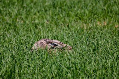 Yeşil buğdayda saklanan bir tavşan..