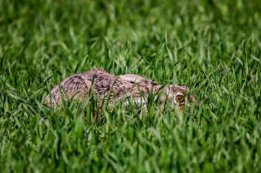 Yeşil buğdayda saklanan bir tavşan..