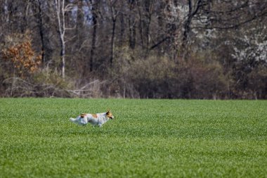 Çayırda güzel bir köpek