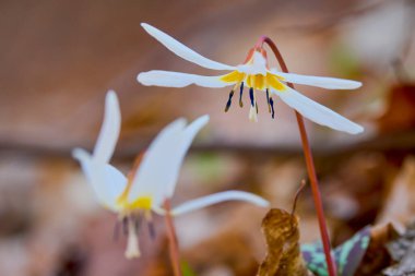 (Erythronium den-canis niveum - köpek dişi). makro fotoğrafçılık.