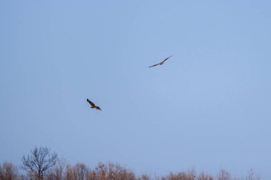 Ural baykuş (Strix uralensis) yukarıda uçar