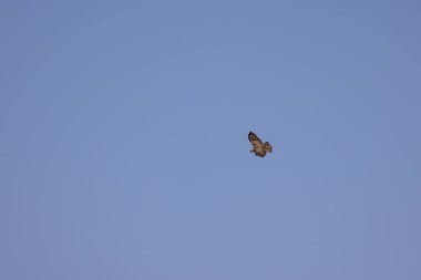 Ural baykuş (Strix uralensis) yukarıda uçar