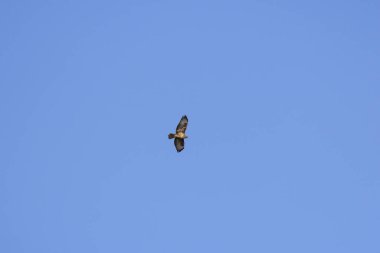 Ural baykuş (Strix uralensis) yukarıda uçar