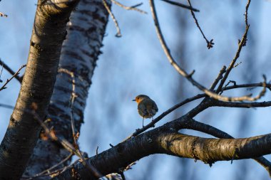 (Erithacus rubecula) bir ağaç dalında oturuyor