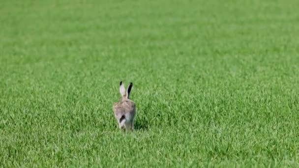 Ein Hase Läuft Zeitlupe Durch Das Weizenfeld — Stockvideo
