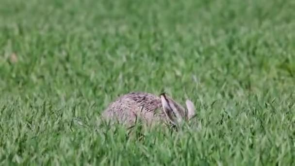 緑の小麦に隠れているウサギ 動画クリップ