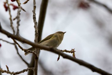 (Phylloscopus collybita) bir ağaç dalında oturur..