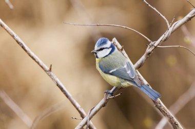 (Cyanistes caeruleus, syn. Parus caeruleus) bir ağaç dalında.