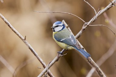 (Cyanistes caeruleus, syn. Parus caeruleus) bir ağaç dalında.