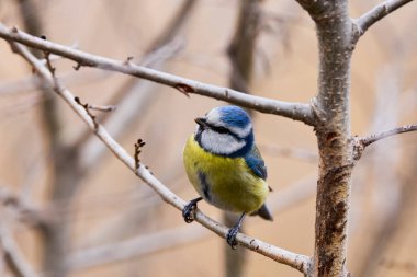 (Cyanistes caeruleus, syn. Parus caeruleus) bir ağaç dalında.
