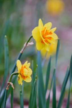 (Seçici odak noktasında bulanık arkaplan ile Narcissus pseudonarcissus