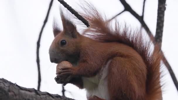Ein Eichhörnchen Sitzt Auf Einem Ast Und Frisst Eine Nuss Videoclip