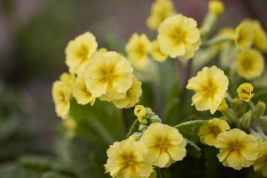 Kapatın güzel renkli bahçe çiçeklerini.