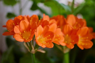 Clivia Mini-ata ile bahçede yakınlaş..