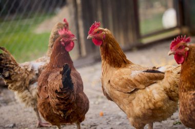 Kırsalda bir çiftlikte büyüyen tavuklar..