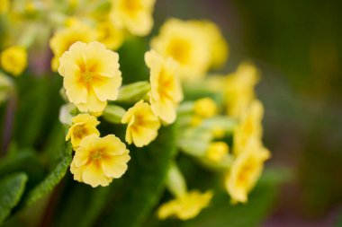 Kapatın güzel renkli bahçe çiçeklerini.