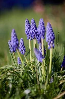 Muscari Ermeniacum yakın çekim, mavi Ermeni üzüm sümbülleri yakın çekim, ilkbahar çiçekleri