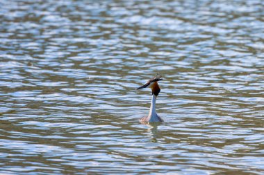 Podiceps kristali, bahar günü bir nehirde yüzüyor..