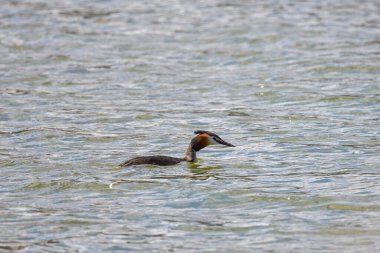 Podiceps kristali, bahar günü bir nehirde yüzüyor..