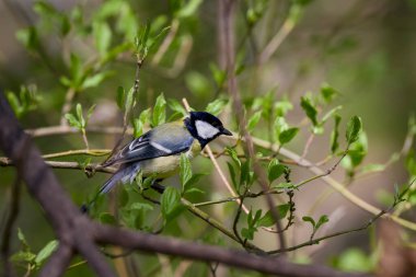 (Parus major) Güneşli bir bahar gününde bir ağaç dalında duruyor