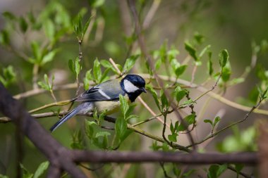(Parus major) Güneşli bir bahar gününde bir ağaç dalında duruyor