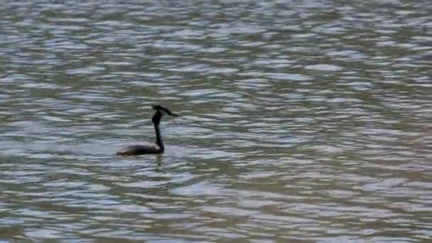 Podiceps Cristatus 在春天的一天漂浮在河边 图库视频片段