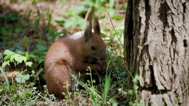 一只美丽的松鼠在春天的一天吃坚果 图库视频
