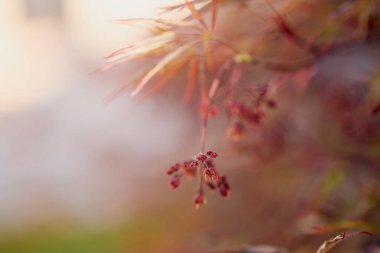 Japon akçaağaç çiçekleri olan bulanık arkaplan resmi.