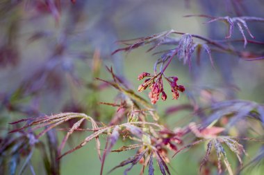 Japon akçaağaç çiçekleri olan bulanık arkaplan resmi.