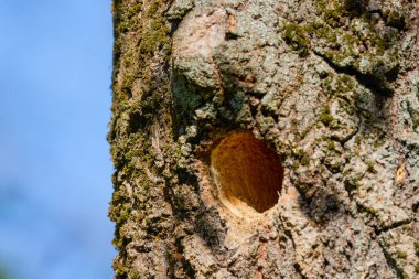 Ağaçkakan yuvası bir ağacın gövdesinde yapıldı..