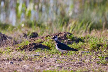 (Vanellus Vanellus) bir gölün kıyısında yer almaktadır..