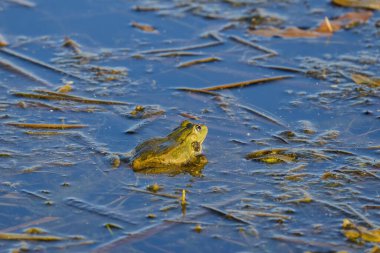 Gölün yüzeyinde oturan bir kurbağa..