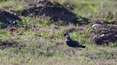 4k, (Vanellus vanellus) bir göl kenarında oturuyor..