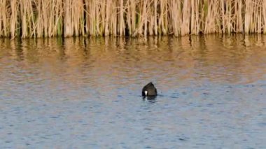 4k, (Fulica atra) bir gölde çiftleşme ritüeli yapıyor..