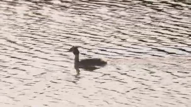 Podiceps Cristatus Schwimmt Auf Dem Wasser Eines Sees Stockvideo