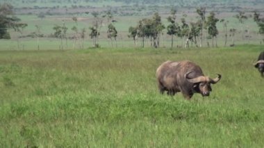 Serengeti Ulusal Parkı, Kenya, Afrika 'da Afrika Bufalosu (Syncerus caffer).