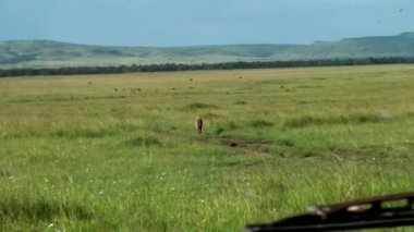 Serengeti Ulusal Parkı 'nda sırtlan, Kenya, Afrika.